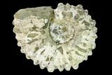 Bumpy Ammonite (Douvilleiceras) Fossil - Madagascar #160372-1
